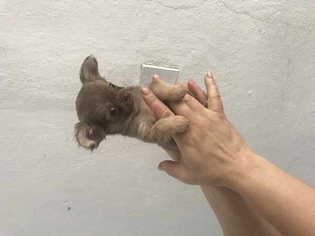 Foto 1 - Chihuahua bh no enviamos nossos ces