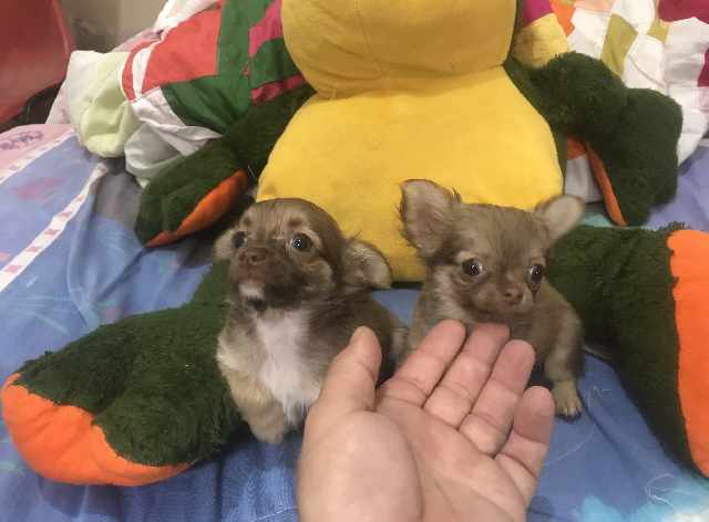 Foto 1 - Chihuahua bh- nao enviamos filhotes